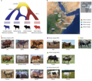 The mosaic genome of indigenous African cattle as a unique genetic resource for African pastoralism썸네일